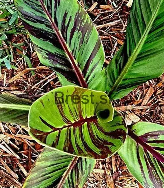 Musa sikkimensis 'Red Tiger'